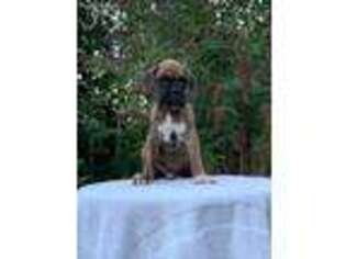 Boxer Puppy for sale in Rainier, OR, USA