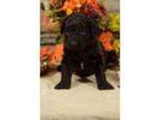 Labradoodle Puppy for sale in Vandalia, MO, USA