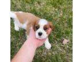 Cavalier King Charles Spaniel Puppy for sale in Saline, MI, USA