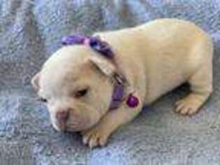 French Bulldog Puppy for sale in Troutville, VA, USA