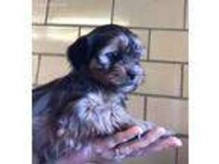 Shorkie Tzu Puppy for sale in Youngstown, OH, USA