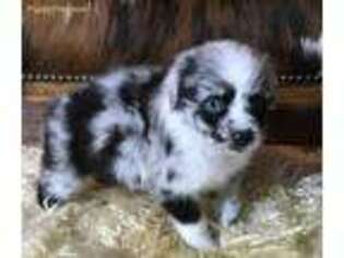 Australian Shepherd Puppy for sale in Winnsboro, TX, USA