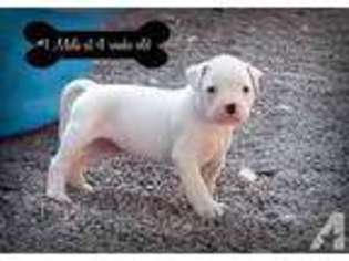 American Bulldog Puppy for sale in GREENVILLE, OH, USA