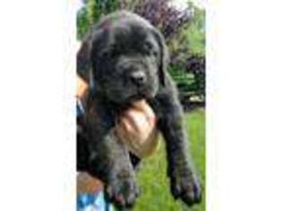 Mastiff Puppy for sale in Grand Rapids, MI, USA