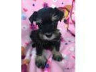 Mutt Puppy for sale in Sioux Center, IA, USA