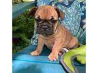 French Bulldog Puppy for sale in Garner, NC, USA