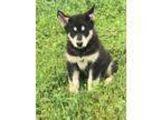 Alaskan Malamute Puppy for sale in Mayslick, KY, USA