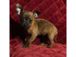 Chihuahua Puppy for sale in Hardwick, MA, USA