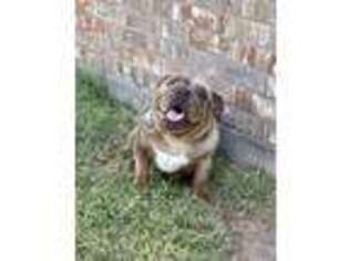 Bulldog Puppy for sale in Midland, TX, USA