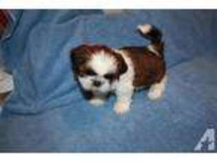 Mutt Puppy for sale in LEXINGTON, TX, USA
