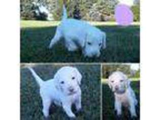 English Setter Puppy for sale in Avoca, MI, USA