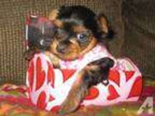 Yorkshire Terrier Puppy for sale in ISLAND LAKE, IL, USA