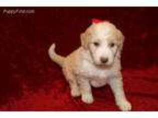 Labradoodle Puppy for sale in Jacksonville, FL, USA