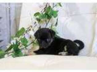 Pug Puppy for sale in Alton, IA, USA