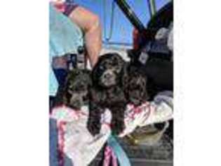 Labradoodle Puppy for sale in Murrells Inlet, SC, USA