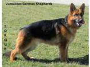 German Shepherd Dog Puppy for sale in Grant, MI, USA