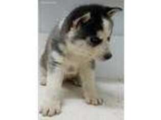 Siberian Husky Puppy for sale in Curtiss, WI, USA