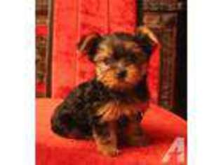 Yorkshire Terrier Puppy for sale in ECHO, OR, USA