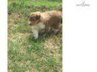 Collie Puppy for sale in Tulsa, OK, USA