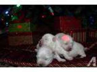 Maltese Puppy for sale in SPRING BRANCH, TX, USA