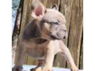 French Bulldog Puppy for sale in Rogersville, MO, USA