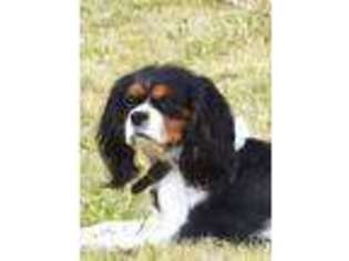 Cavalier King Charles Spaniel Puppy for sale in Centralia, WA, USA
