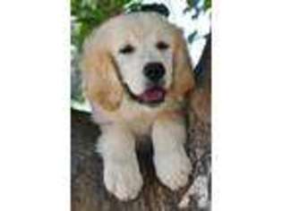 Golden Retriever Puppy for sale in NEWPORT BEACH, CA, USA