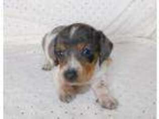 Dachshund Puppy for sale in Siloam Springs, AR, USA