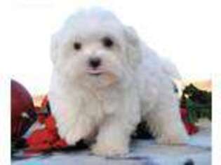 Maltese Puppy for sale in Sunnyvale, CA, USA