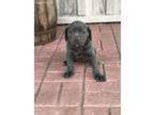 Cane Corso Puppy for sale in East Earl, PA, USA