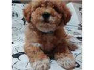 Goldendoodle Puppy for sale in Stockton, NJ, USA