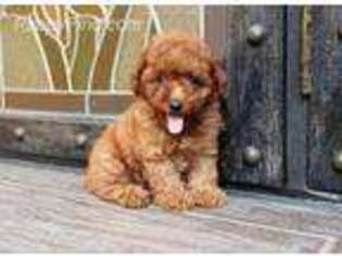 Mutt Puppy for sale in Atlantic, IA, USA