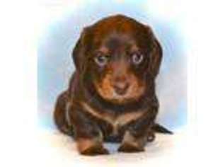 Medium Photo #1 Dachshund Puppy For Sale in Denton, GA, USA
