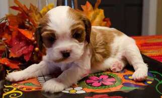 Cavalier King Charles Spaniel Puppy for sale in NEW BRAUNFELS, TX, USA