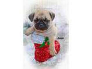 Pug Puppy for sale in Perry, NY, USA
