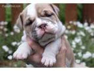 Bulldog Puppy for sale in Coeur D Alene, ID, USA