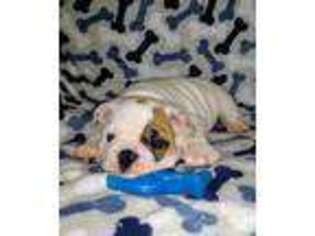Bulldog Puppy for sale in Hartsville, SC, USA