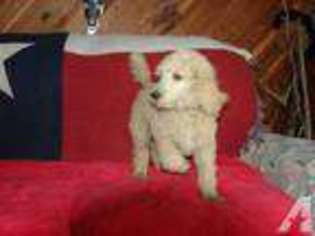 Mutt Puppy for sale in FAYETTEVILLE, TX, USA