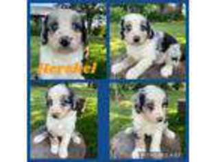 Mutt Puppy for sale in Midvale, ID, USA