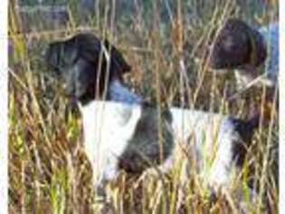 German Shorthaired Pointer Puppy for sale in Littleton, CO, USA
