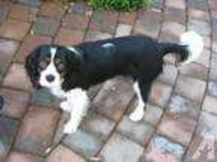 Cavalier King Charles Spaniel Puppy for sale in FERNANDINA BEACH, FL, USA