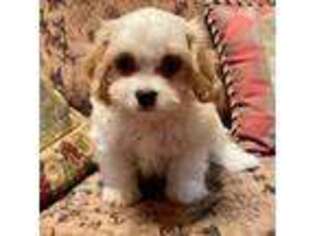 Cavapoo Puppy for sale in Liberty, MS, USA