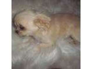Chihuahua Puppy for sale in Surprise, AZ, USA