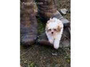 Mal-Shi Puppy for sale in Nine Mile Falls, WA, USA