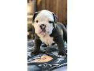 Bulldog Puppy for sale in Whittier, CA, USA
