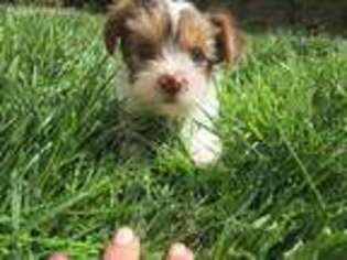 Yorkshire Terrier Puppy for sale in Woodinville, WA, USA