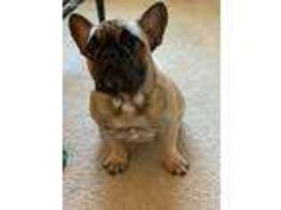 French Bulldog Puppy for sale in Fort Walton Beach, FL, USA