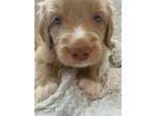 Goldendoodle Puppy for sale in Lewisville, NC, USA