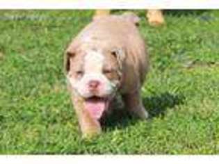 Olde English Bulldogge Puppy for sale in Belleville, WV, USA