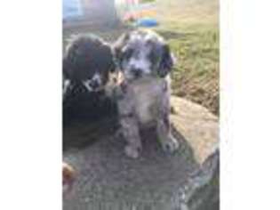 Mutt Puppy for sale in New Paris, OH, USA